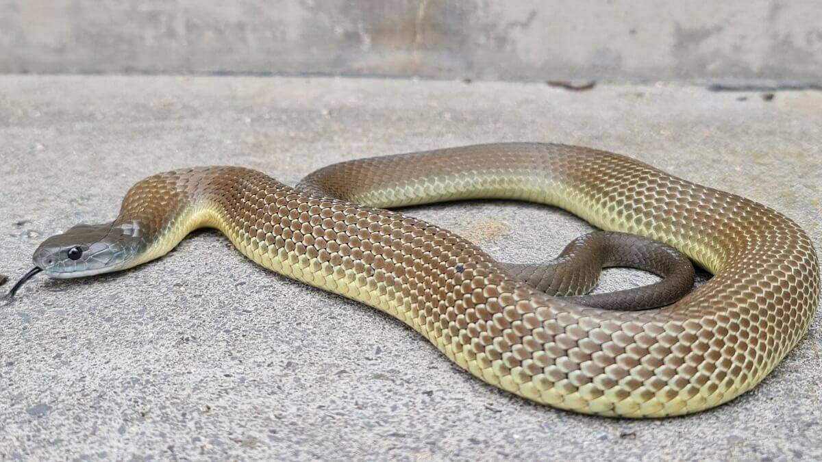 Jumping genes point to origin of iconic Australian snakes